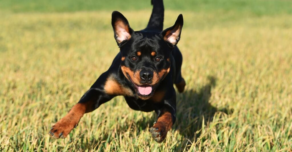 Lancashire Heeler