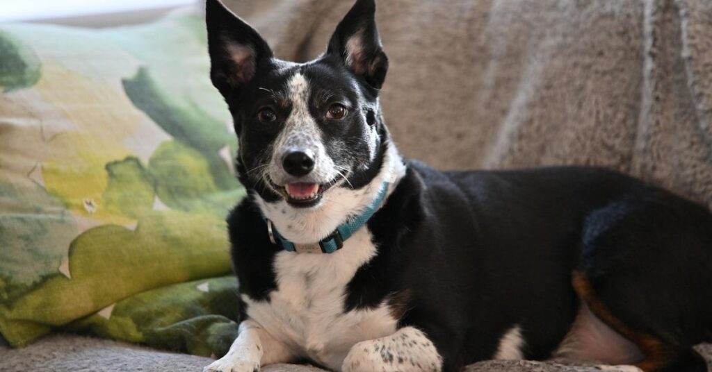 Lancashire Heeler
