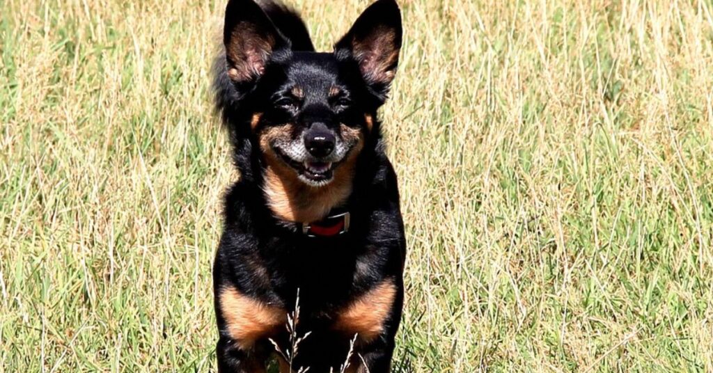 Lancashire Heeler