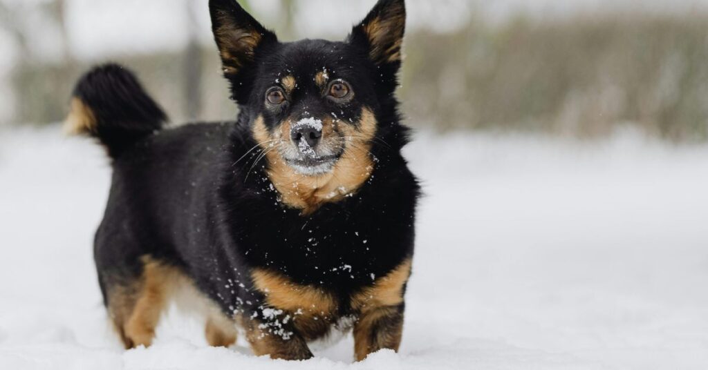 Lancashire Heeler