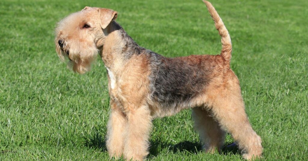 Lakeland Terrier