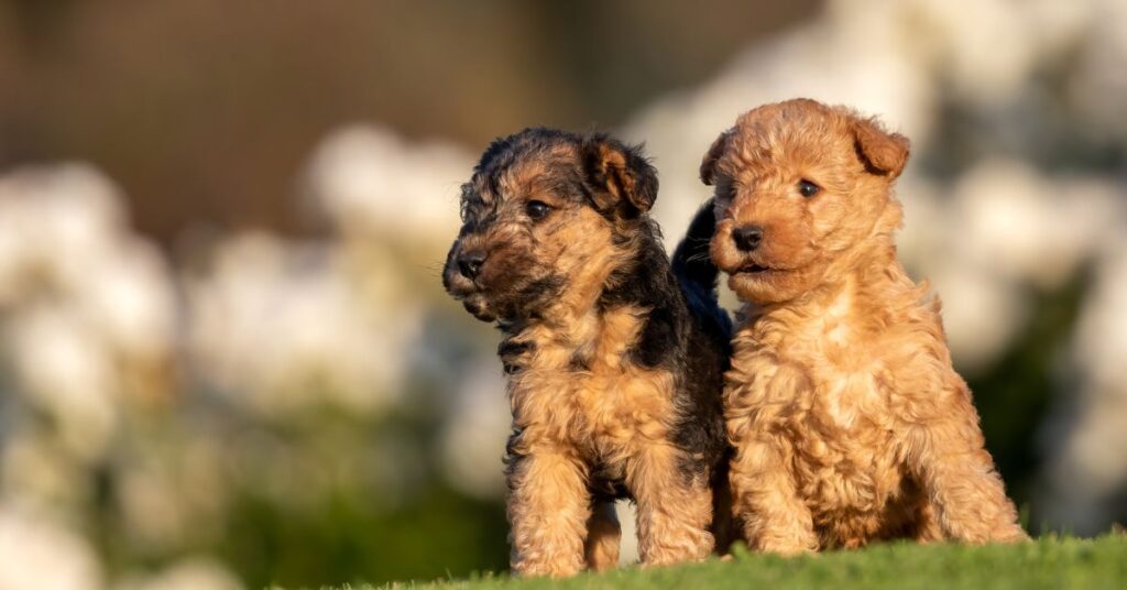 2 Lakeland Terrier Puppies