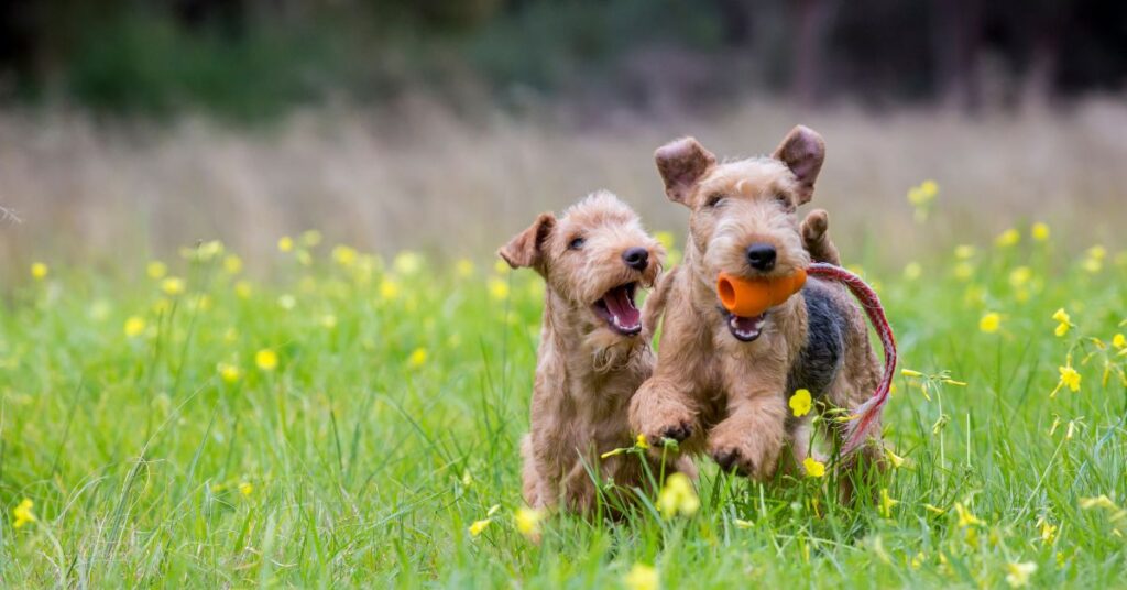 2 Lakeland Terriers playing