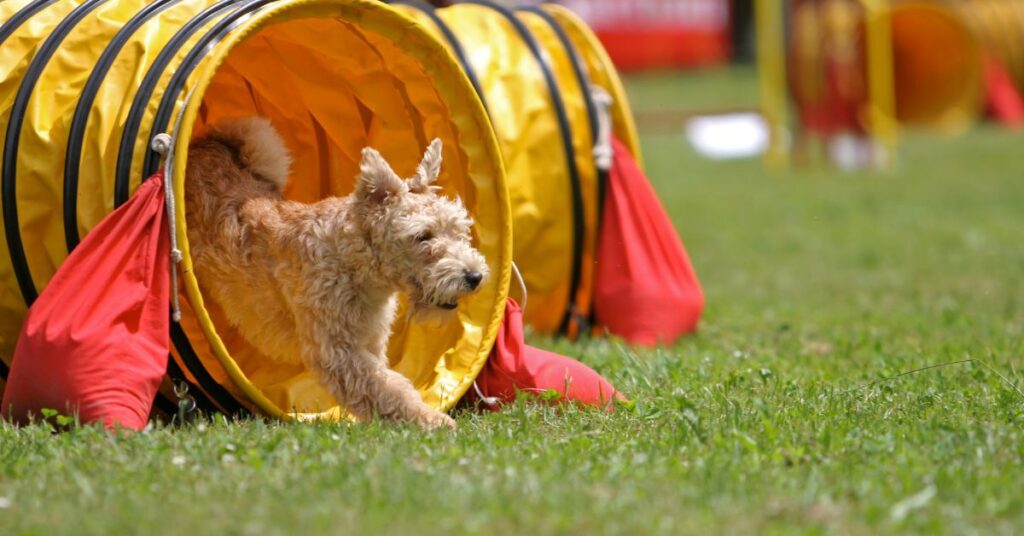 Lakeland Terrier