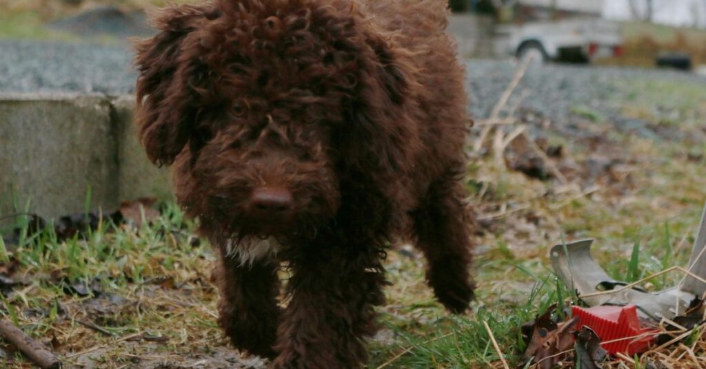 Lagotto Romagnolo Puppy