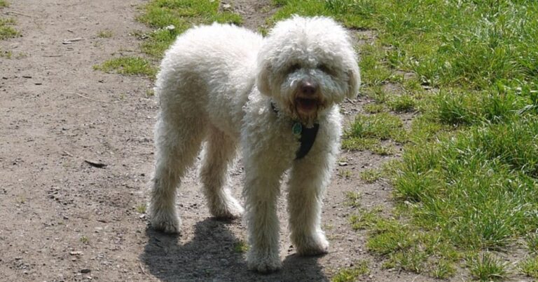 Lagotto Romagnolo: The Italian Truffle Hunter with a Heart of Gold