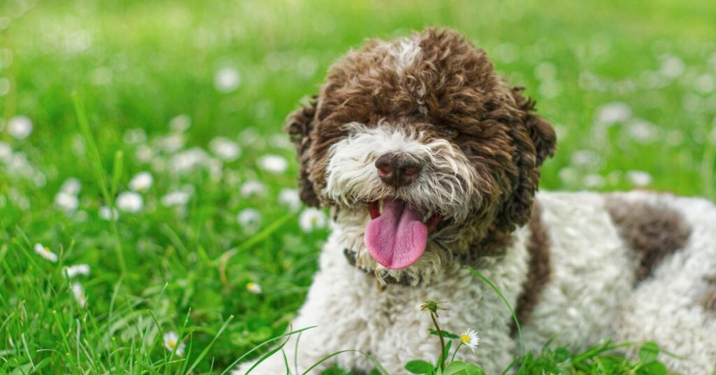 Lagotto Romagnolo