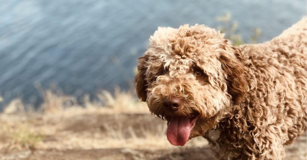 Lagotto Romagnolo