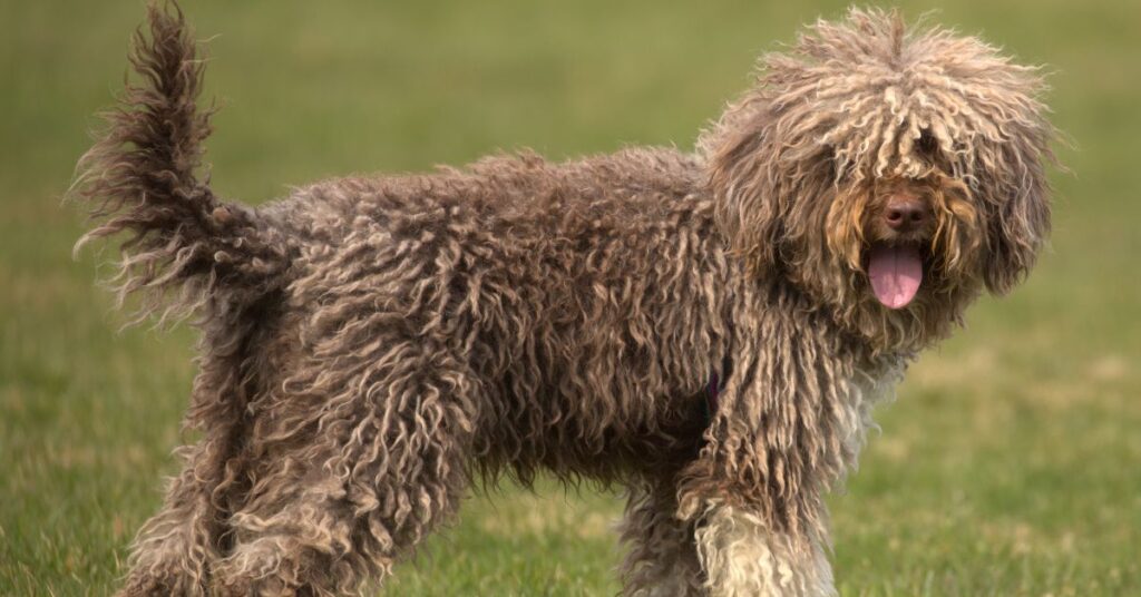 Lagotto Romagnolo