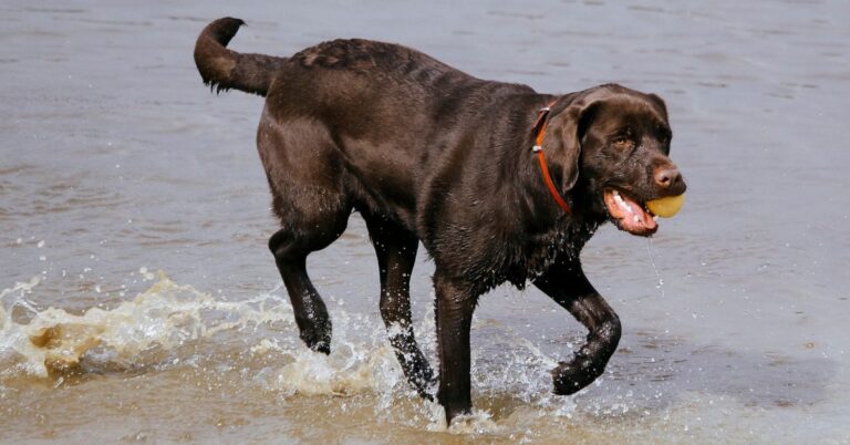 Labrador Retriever: America’s Most Popular and Affectionate Companion