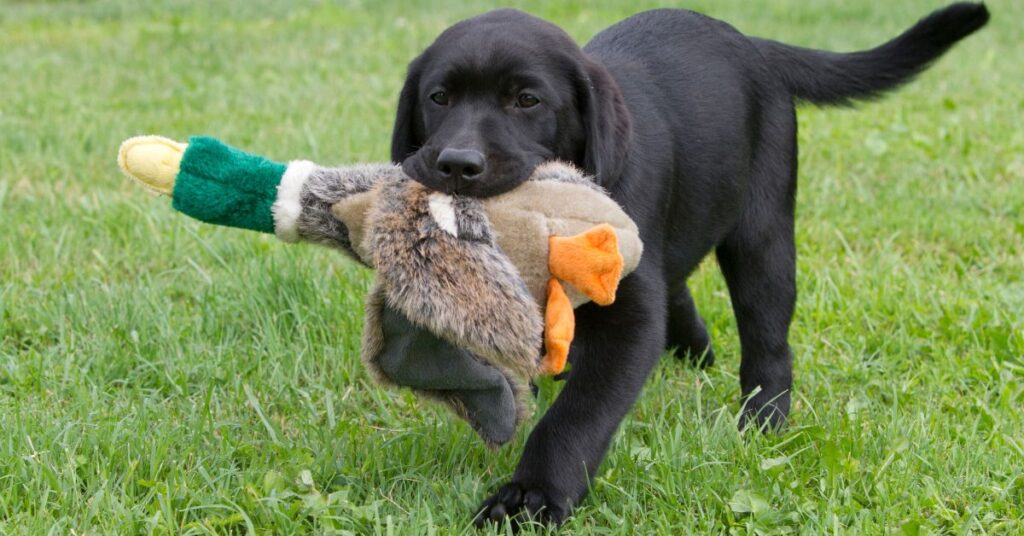 Labrador Retriever Puppy
