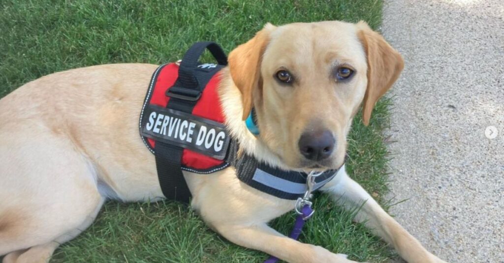 Labrador Retriever Service Dog