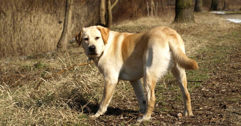 Labrador Retriever