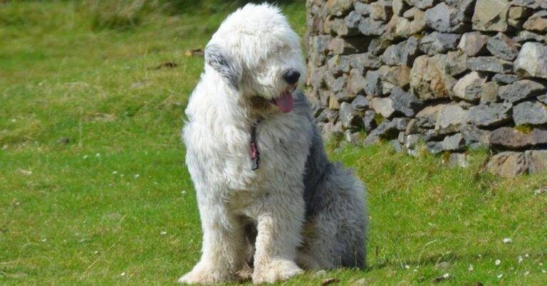 Polish Lowland Sheepdog: The Intelligent, Playful Herding Dog with a Fluffy Coat