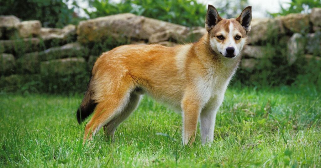 Norwegian Lundehund