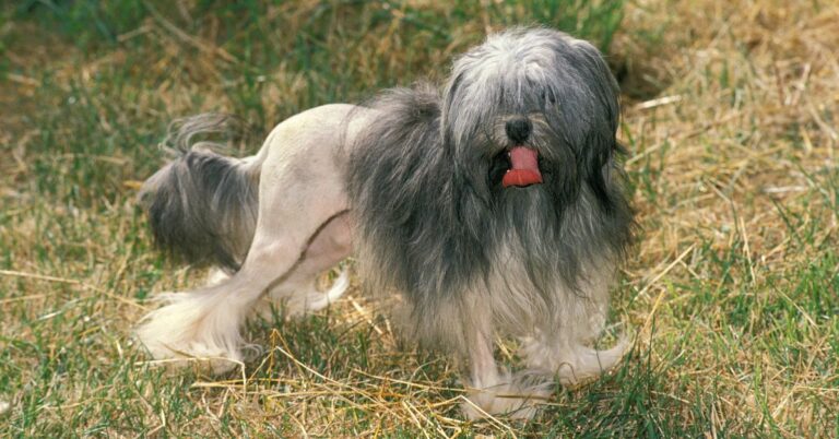Löwchen: The Little Lion Dog with a Big Heart