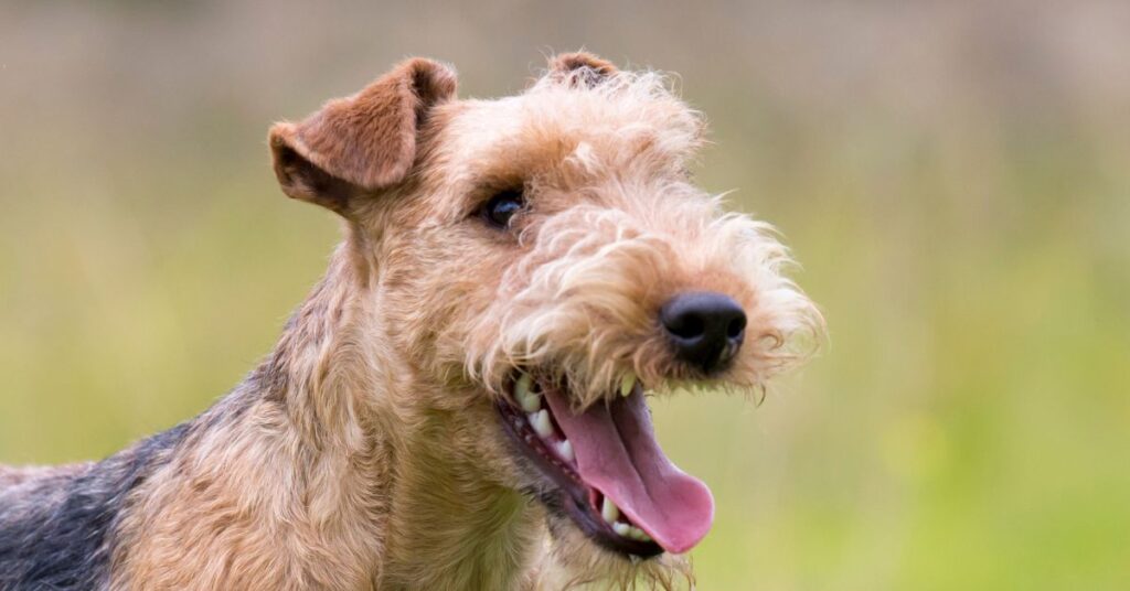 Lakeland Terrier