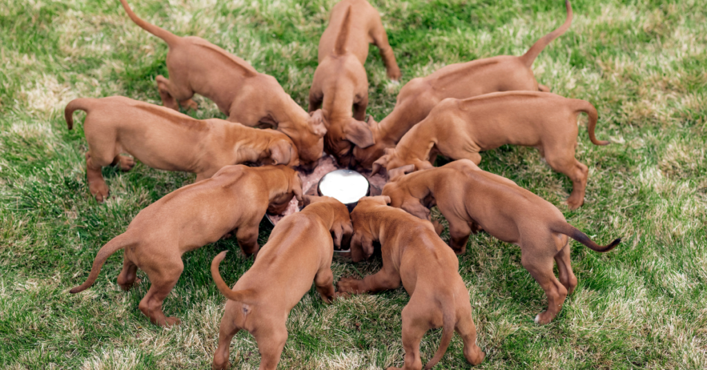 Rhodesian Ridgeback Puppies