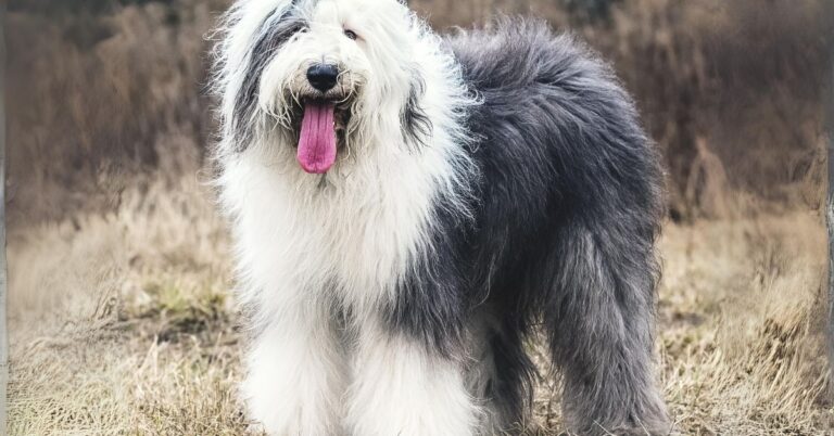 Old English Sheepdog: The Shaggy, Affectionate Giant with a Heart of Gold