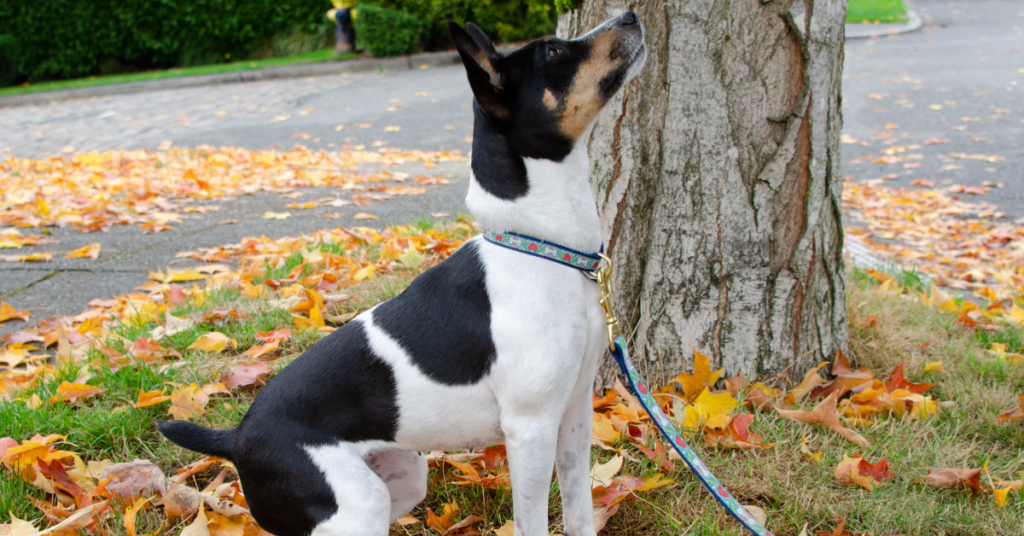 Rat Terrier