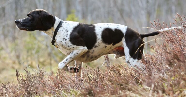 Pointer: The Agile, Energetic Hunting Dog with a Passion for Outdoors