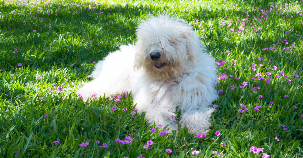 Komondor
