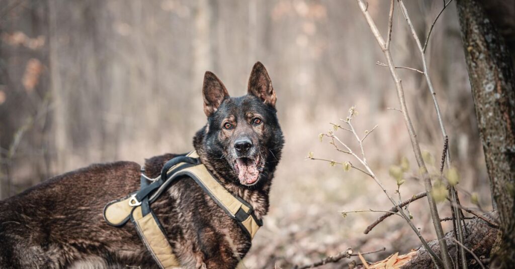 King Shepherd