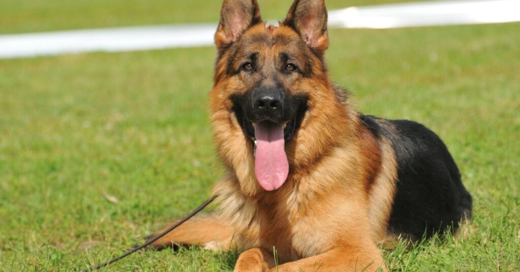 King Shepherd