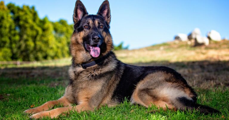 King Shepherd: The Loyal and Intelligent Giant with Protective Instincts