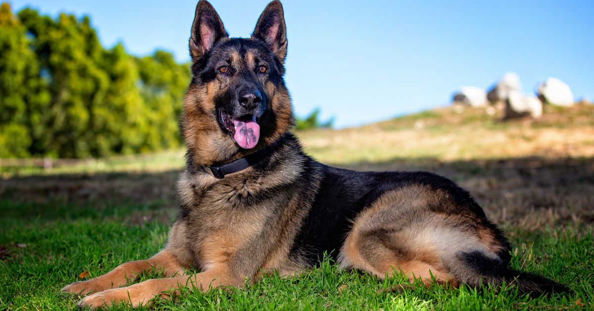King Shepherd