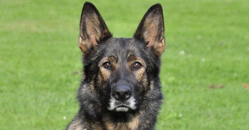 King Shepherd