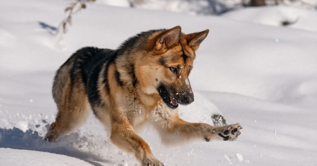 King Shepherd