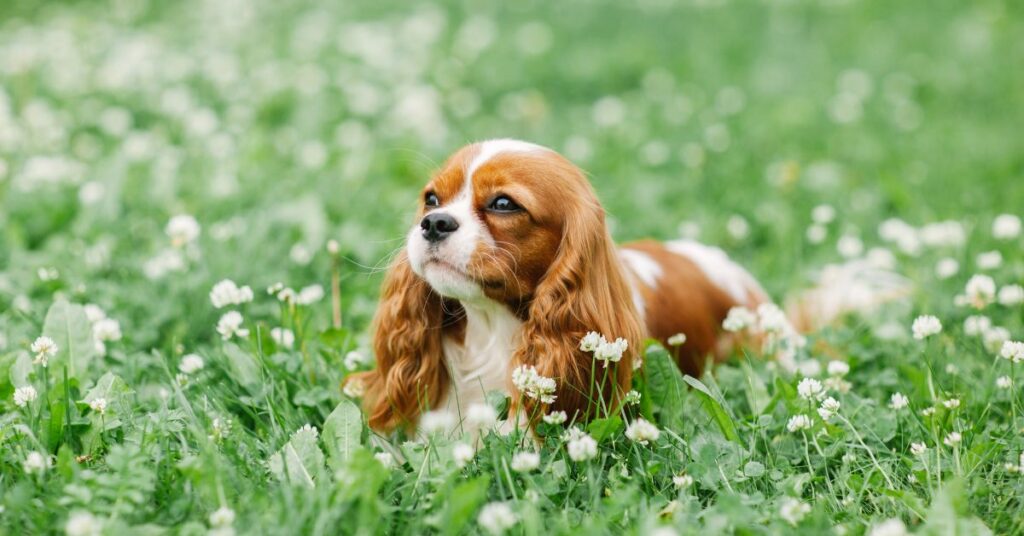 King Charles Spaniel Puppy