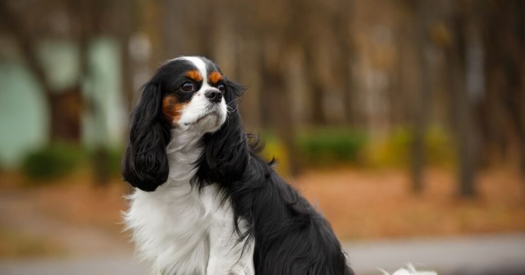 King Charles Spaniel