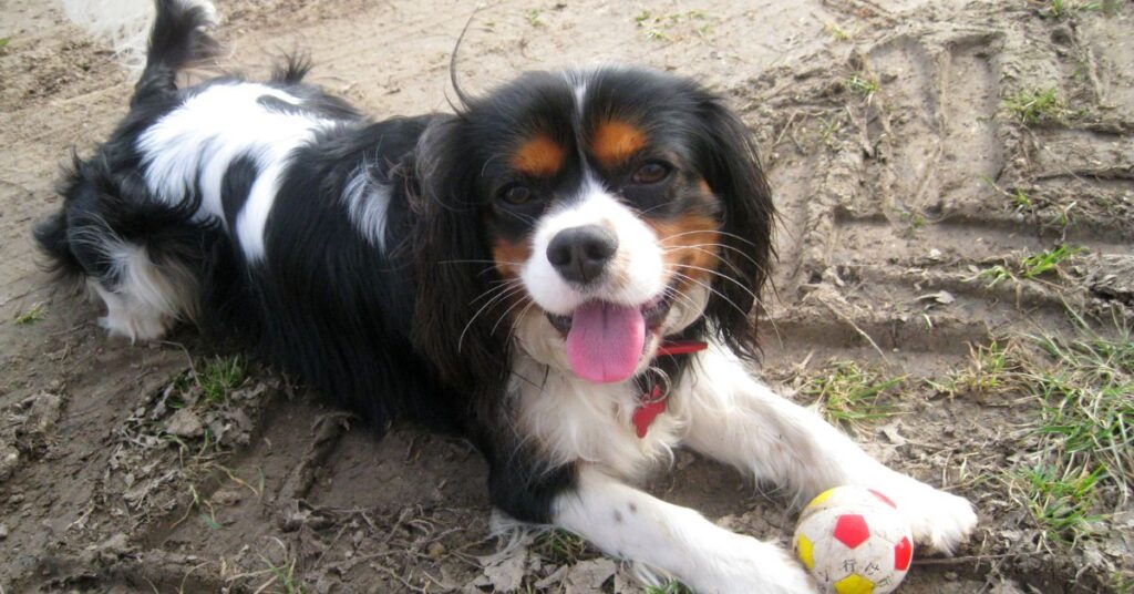 King Charles Spaniel