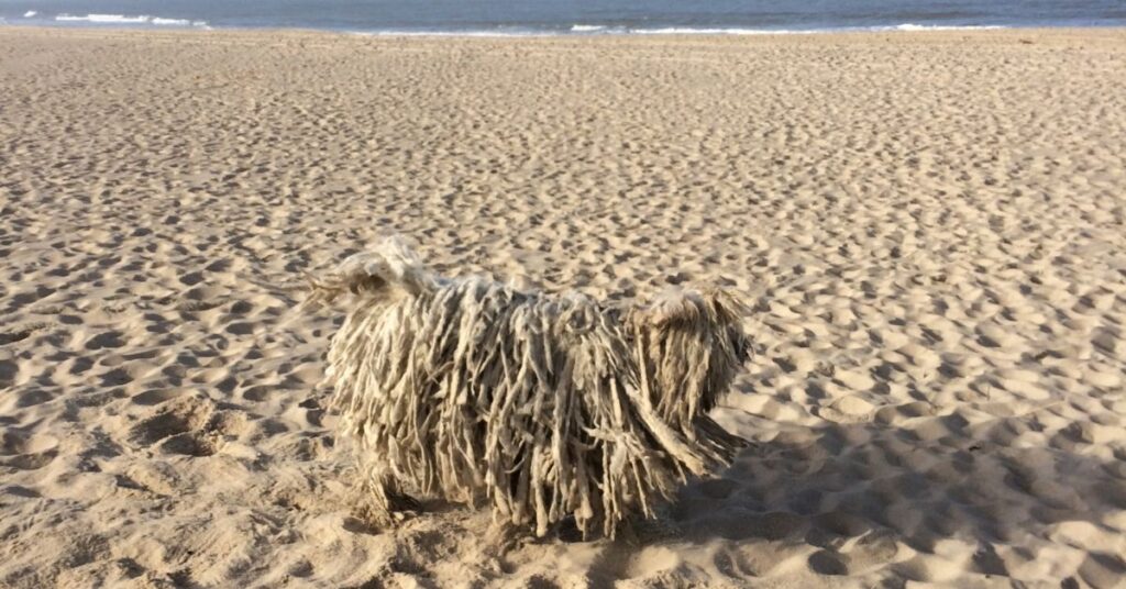 Komondor at the beach