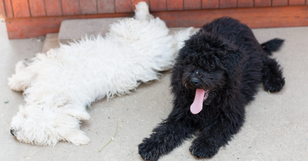 Komondor Puppies