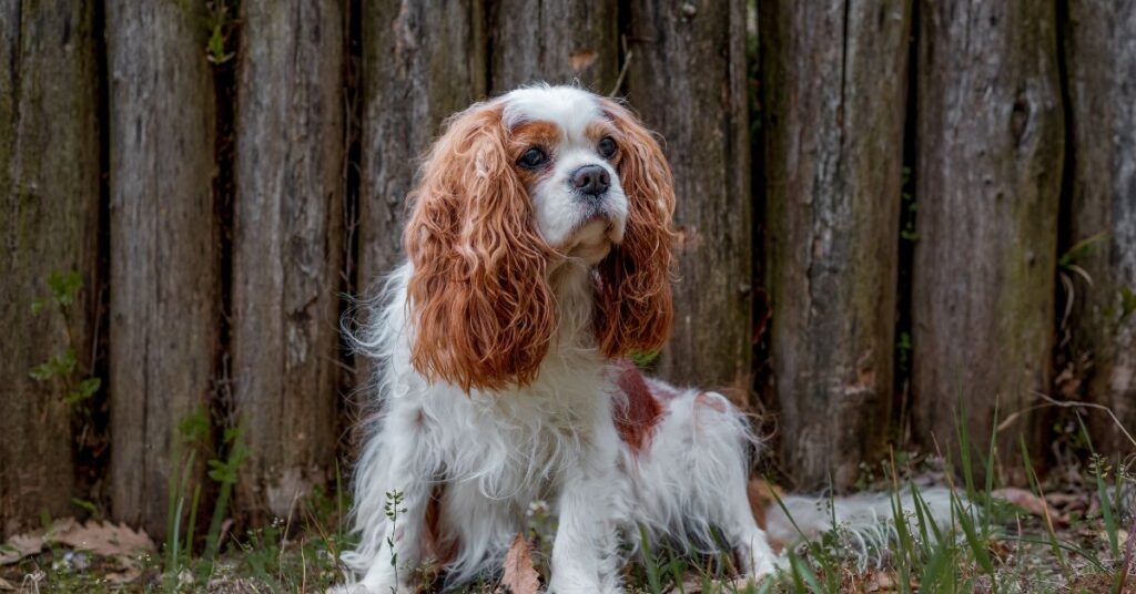 King Charles Spaniel