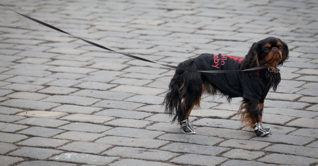 King Charles Spaniel AKA English Toy Spaniel
