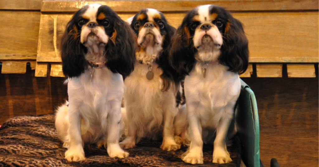 King Charles Spaniel AKA English Toy Spaniel