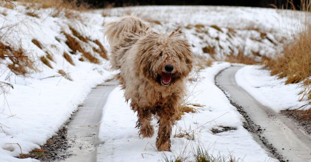 Komondor