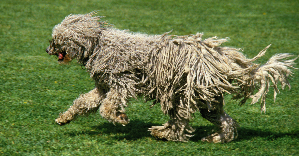 Komondor
