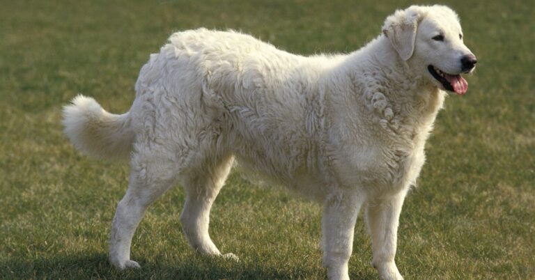 Kuvasz: The Majestic Hungarian Guardian Dog