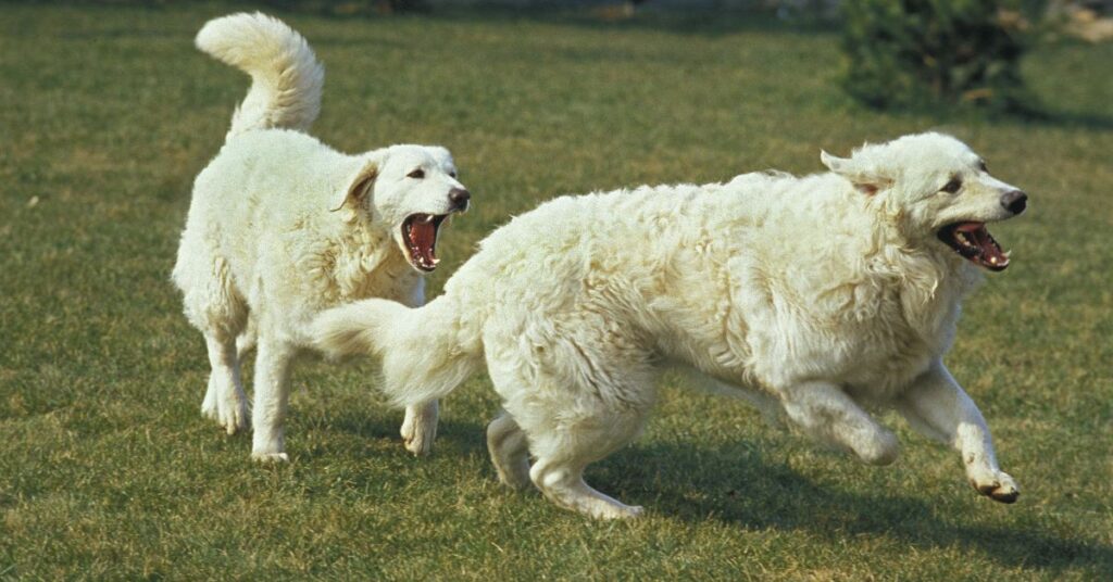 2 Kuvaszs Playing