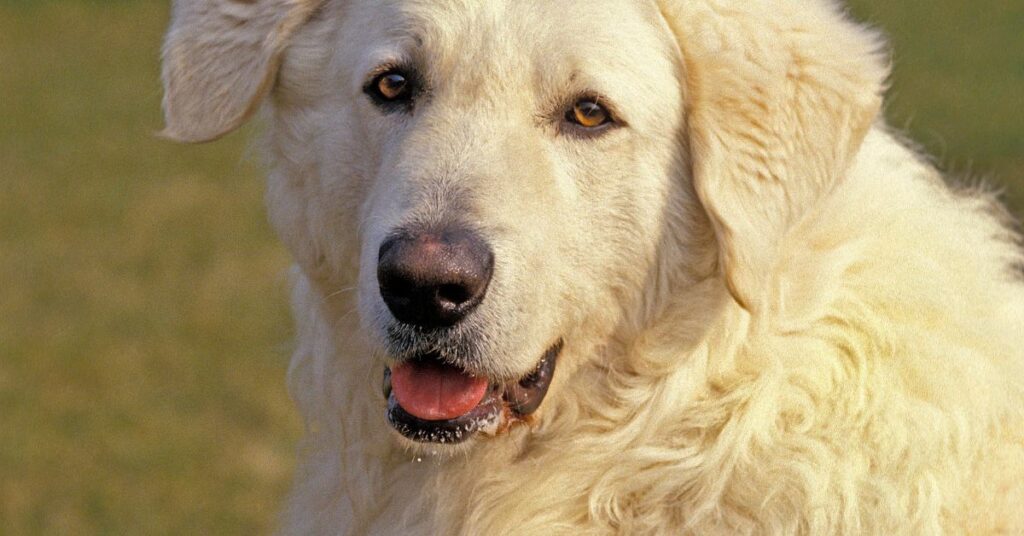 Kuvasz