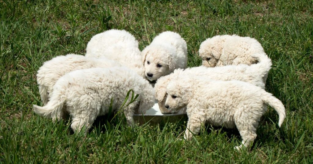 Kuvasz Puppies