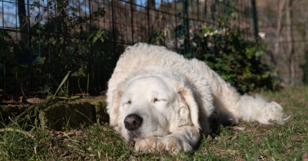Kuvasz
