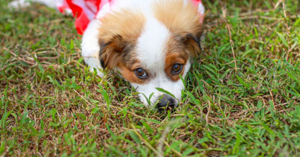 Kromfohrlander Puppy