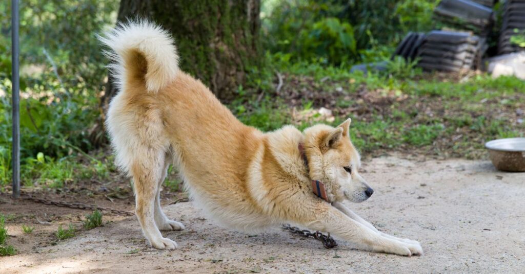 Korean Jindo