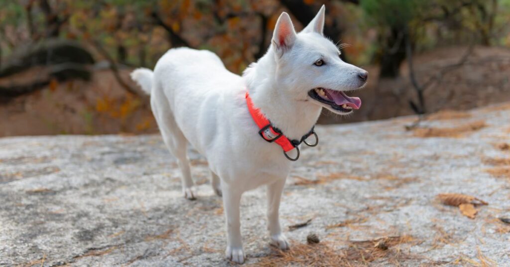 Korean Jindo